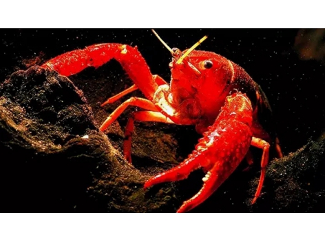 小龍蝦pk火鍋，誰才是餐飲界的扛把子？